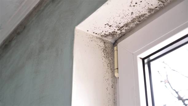 Best Commercial Mold Inspection  in Country Clu, FL